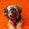 dog, pet, indoor, wood_floor, fur, small_dog, bow, red_bow, cute, animal, domestic_animal, lying_down, fluffy, brown_fur, black_fur, portrait, companion, friendly, canine, house