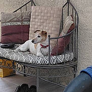Loumi participe au concours pour gagner de l'argent avec cette photo : brown_patches, cushions, daybed, dog, furniture, home, indoor, living_room, lounging, lying_down, metal_frame, pet, portrait, red_collar, relaxed, shoes, small_dog, textured_wall, tile_floor, white_dog