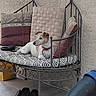 brown_patches, cushions, daybed, dog, furniture, home, indoor, living_room, lounging, lying_down, metal_frame, pet, portrait, red_collar, relaxed, shoes, small_dog, textured_wall, tile_floor, white_dog