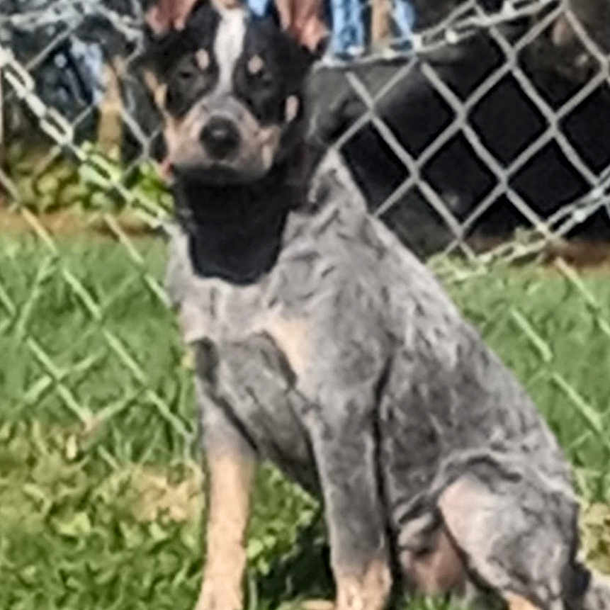 Max joined the competition — help win amazing prizes! animal, backyard, bostonbull, boxer, bulldog, canine, chihuahua, den, dog, fence, frenchbulldog, grass, husky, indoors, nature, outdoors, pet, plant, puppy, yard