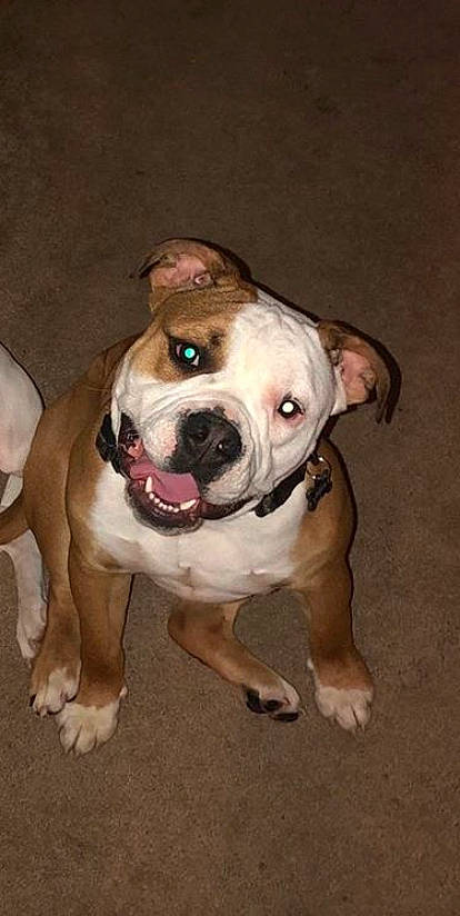 Ghost is registered to the contest to win money with this photo: american_bulldog, american_pit_bull_terrier, australian_bulldog, bulldog, canidae, carnivore, dog, dog_breed, dorset_olde_tyme_bulldogge, fawn, mammal, non_sporting_group, old_english_bulldog, olde_english_bulldogge, pit_bull, renascence_bulldogge, snout, toy_bulldog, valley_bulldog, vertebrate