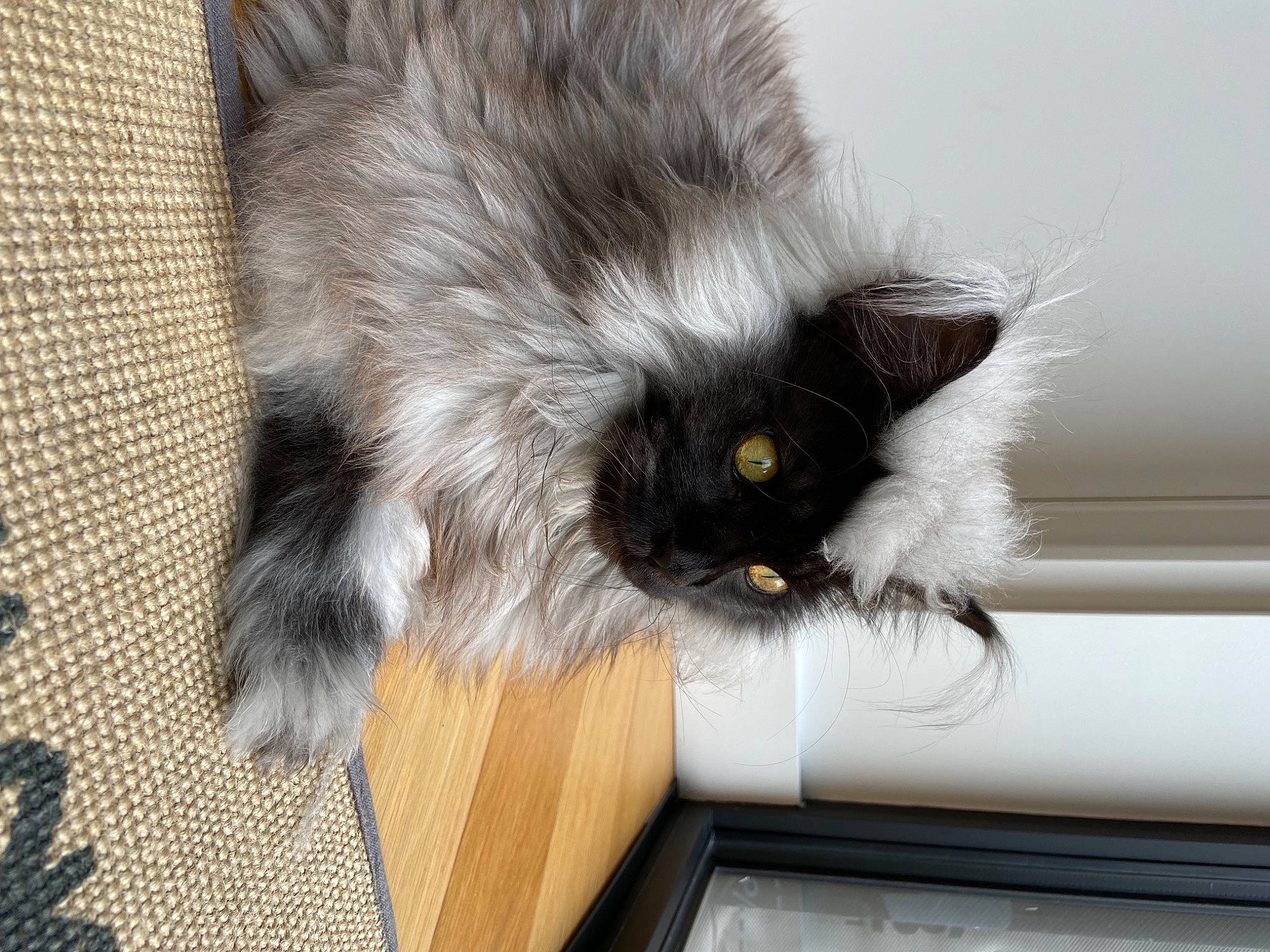 Richie participe au concours pour gagner de l'argent avec cette photo : carnivore, cat, claw, comfort, domestic_short_haired_cat, felidae, flooring, foot, fur, grey, paw, plant, small_to_medium_sized_cats, tail, whiskers, window