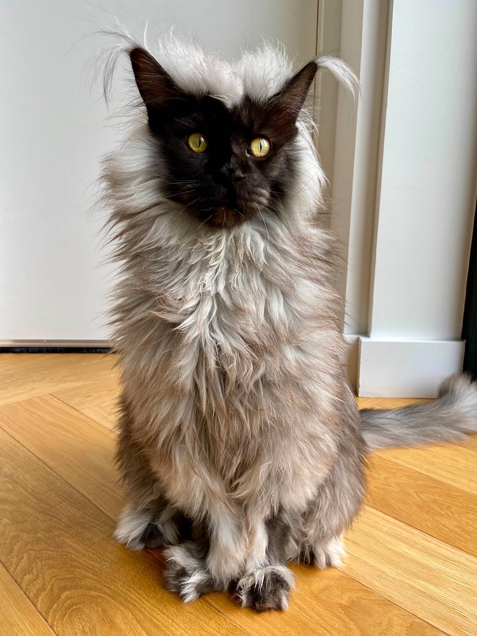 Richie a rejoint le concours — aidez-le/la à gagner de superbes lots ! black_cat, british_longhair, carnivore, cat, domestic_short_haired_cat, fawn, felidae, floor, flooring, fur, grey, hardwood, iris, laminate_flooring, small_to_medium_sized_cats, snout, tail, whiskers, wood, wood_flooring