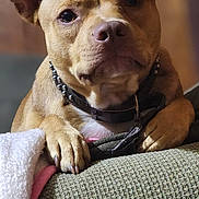 Blade is registered to the contest to win money with this photo: dog, brown_dog, close_up, paws, couch, blanket, indoor, pet, collar, resting, fur, animal, canine, focus, portrait, ears, snout, domestic_animal, furniture, home