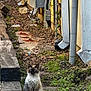 alley, blue_eyes, building_wall, cat, concrete, debris, furry, grass, ground, leaves, outdoor, pathway, pipes, portrait, siamese_cat, sitting, stare, stray_cat, urban, utility_boxes