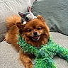 dog, pomeranian, stuffed_toy, bunny, scarf, green_scarf, couch, indoor, pet, fluffy, fur, happy, tongue_out, smiling, toy, cozy, relaxing, cute, animal, living_room