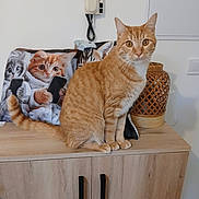 Kiwi a rejoint le concours — aidez-le/la à gagner de superbes lots ! cat, orange_tabby, pillow, printed_kittens, cabinet, indoors, pet, feline, whiskers, golden_eyes, sitting, wooden_furniture, decor, wicker_lantern, wall_phone, home_interior, portrait, couch_pillow, tail, curiosity