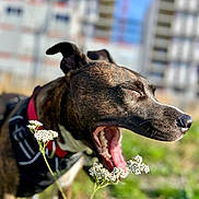 Taïga a rejoint le concours — aidez-le/la à gagner de superbes lots ! dog, yawning, close_up, outdoor, flowers, collar, harness, grass, sunlight, urban_background, pet, canine, animal, daylight, nature, blurred_background, mouth_open, ears, snout, tongue