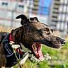 dog, yawning, close_up, outdoor, flowers, collar, harness, grass, sunlight, urban_background, pet, canine, animal, daylight, nature, blurred_background, mouth_open, ears, snout, tongue