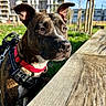 dog, brindle, collar, red_collar, leash, wooden_table, grass, urban_park, trees, buildings, sunny, daylight, outdoor, pet, canine, closeup, animal, nature, background_blur, focus
