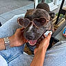 dog, heart_shaped_sunglasses, person, hands, denim_jeans, watch, smiling_dog, outdoor, patio, glass_table, chair, wooden_floor, happy, pet, animal, tongue_out, casual, accessory, relaxed, love