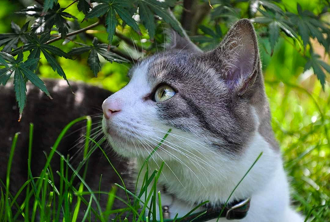 Kira participe au concours pour gagner de l'argent avec cette photo : carnivore, cat, collar, domestic_short_haired_cat, felidae, fur, grass, herb, plant, small_to_medium_sized_cats, snout, tail, terrestrial_animal, terrestrial_plant, tree, trunk, whiskers, wildlife