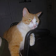Piggy is registered to the contest to win money with this photo: cat, ginger_cat, white_cat, animal, pet, indoor, chair, paw, feline, looking, resting, domestic_animal, whiskers, ears, nose, fur, reflection, dark_background, flash, household