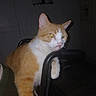 cat, ginger_cat, white_cat, animal, pet, indoor, chair, paw, feline, looking, resting, domestic_animal, whiskers, ears, nose, fur, reflection, dark_background, flash, household