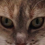 Gipsy participe au concours pour gagner de l'argent avec cette photo :