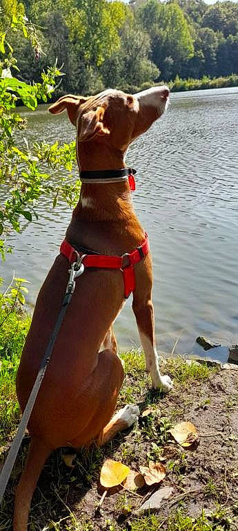 Torsten participe au concours pour gagner de l'argent avec cette photo : beach, canidae, carnivore, collar, companion_dog, dog, dog_breed, dog_collar, dog_supply, fawn, lake, liver, pet_supply, plant, snout, sporting_group, swimwear, tail, water, working_animal