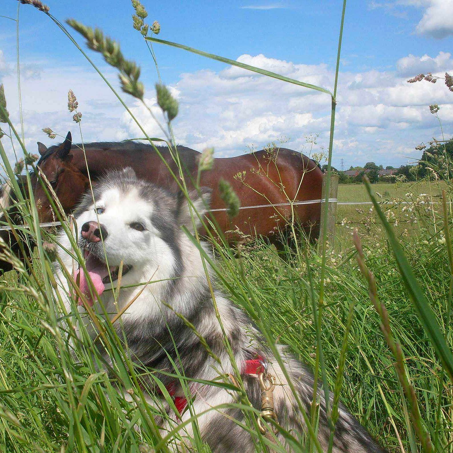 Enya is registered to the contest to win money with this photo: