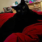 Merlot joined the competition — help win amazing prizes! black_cat, cat, pet, animal, indoor, bed, blanket, red_blanket, furniture, dresser, room, cozy, curious, eyes, fur, domestic, relaxing, close_up, sleeping_area, household