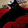 black_cat, cat, pet, animal, indoor, bed, blanket, red_blanket, furniture, dresser, room, cozy, curious, eyes, fur, domestic, relaxing, close_up, sleeping_area, household
