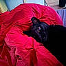 Merlot joined the competition — help win amazing prizes! black_cat, cat, pet, animal, blanket, red_blanket, bedroom, indoor, feline, cozy, curious_eyes, soft_lighting, wooden_table, cup, resting, lying_down, domestic_cat, cute, close_up, relaxation