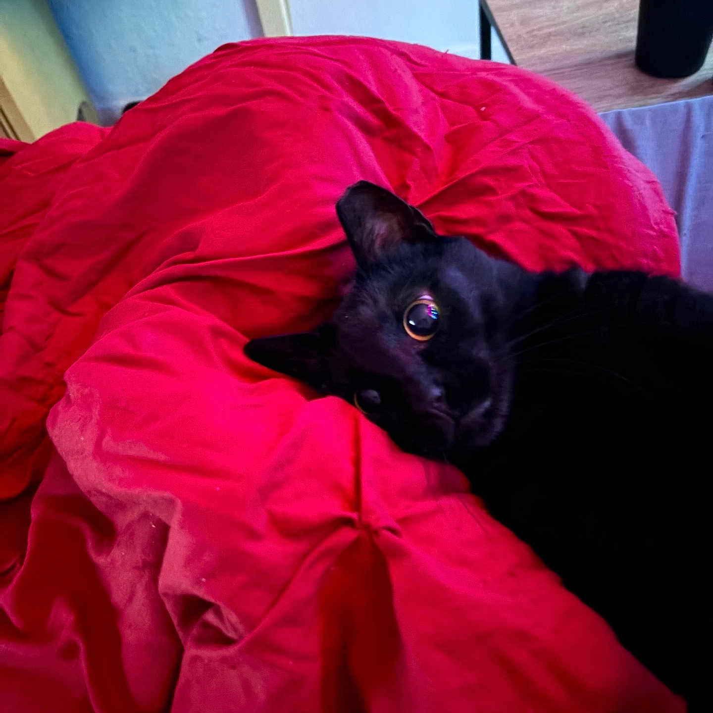 Merlot joined the competition — help win amazing prizes! black_cat, cat, pet, animal, blanket, red_blanket, bedroom, indoor, feline, cozy, curious_eyes, soft_lighting, wooden_table, cup, resting, lying_down, domestic_cat, cute, close_up, relaxation