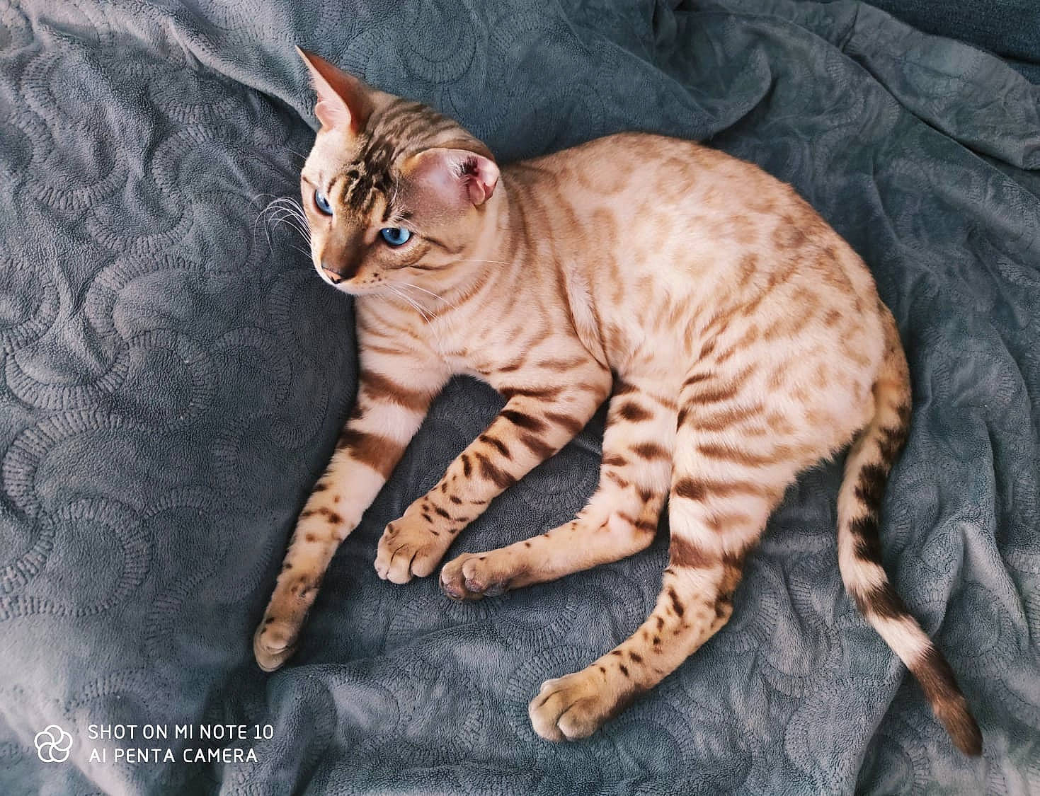 Moufassa participe au concours pour gagner de l'argent avec cette photo : arabian_mau, asian, australian_mist, bengal, california_spangled, carnivore, cat, dragon_li, european_shorthair, fawn, felidae, kitten, mammal, ocicat, small_to_medium_sized_cats, sokoke, tabby_cat, toyger, vertebrate, whiskers