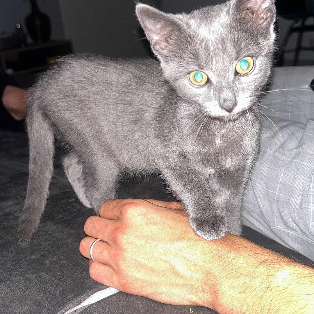 Titine participe au concours pour gagner de l'argent avec cette photo : abyssinian, accessories, angora, animal, baby, bodypart, cat, couch, finger, furniture, gray, hand, indoors, kitten, manx, person, pet, siamese, silver, wrist