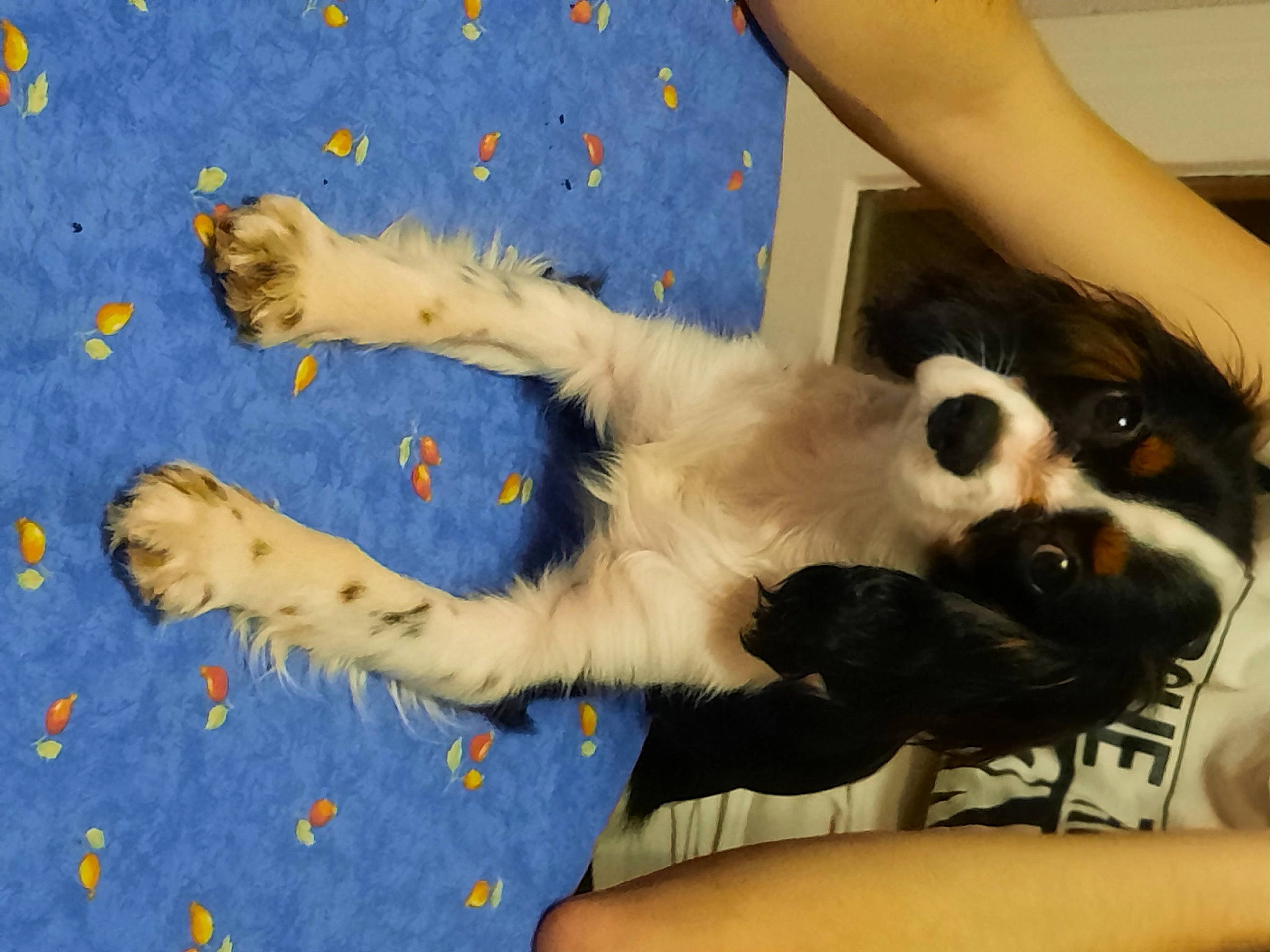 Roxie participe au concours pour gagner de l'argent avec cette photo : canidae, carnivore, comfort, companion_dog, dog, dog_breed, fawn, felidae, flooring, foot, fur, gesture, human_leg, lap, paw, small_to_medium_sized_cats, snout, sporting_group, tail, thigh