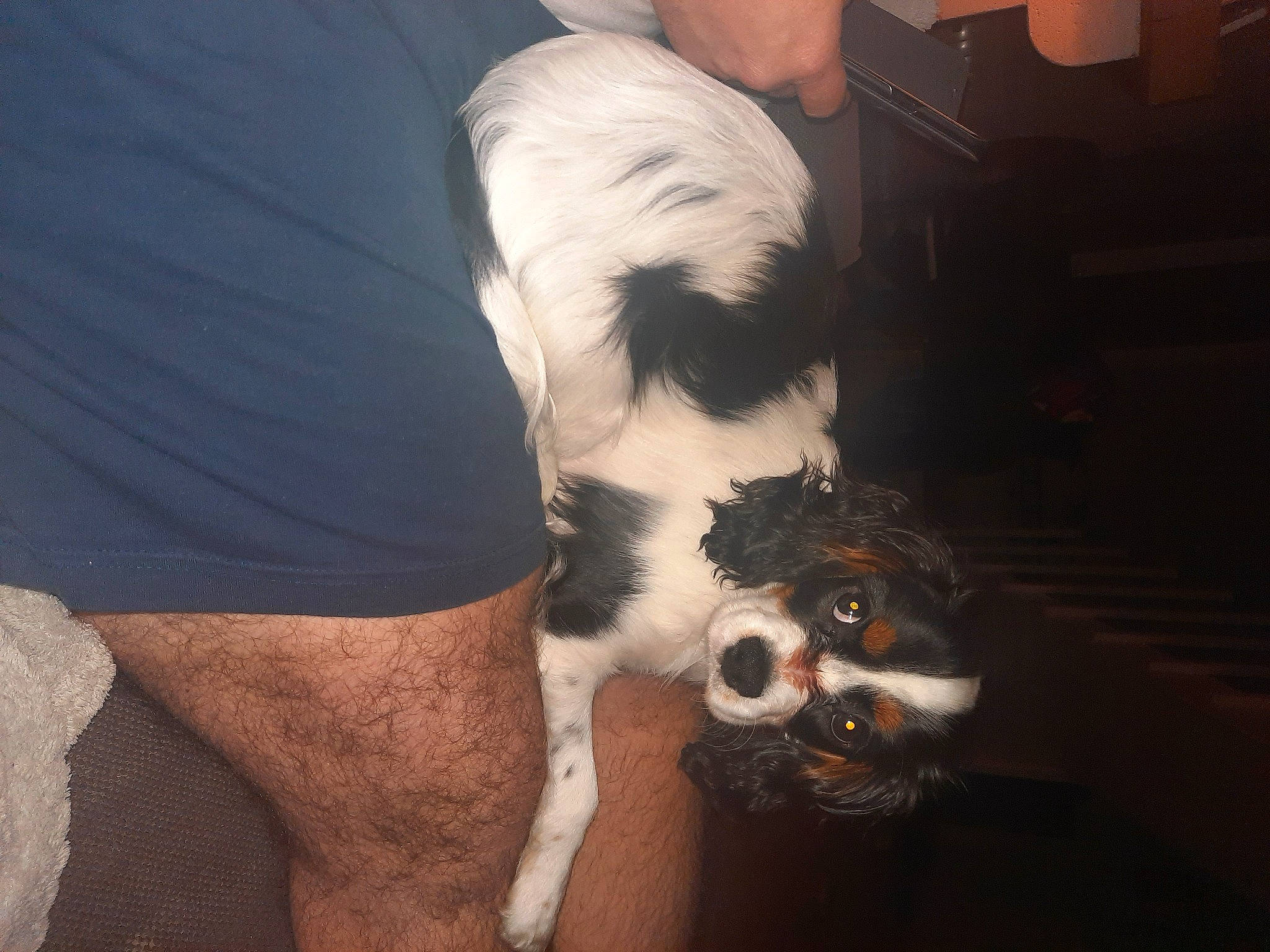 Roxie participe au concours pour gagner de l'argent avec cette photo : calf, canidae, carnivore, collar, companion_dog, dog, dog_breed, dog_collar, fur, human_leg, paw, snout, sporting_group, vertebrate, working_animal, working_dog