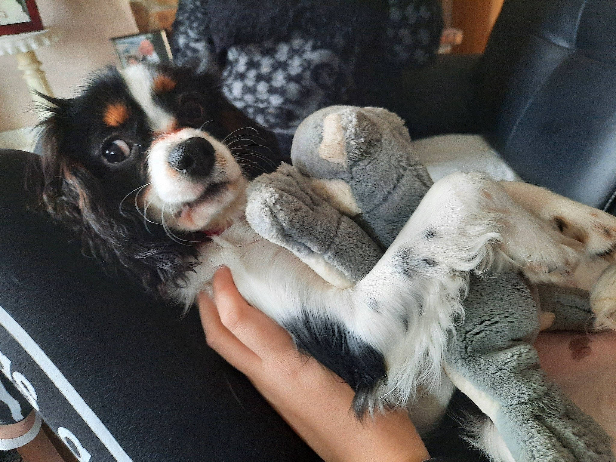 Roxie participe au concours pour gagner de l'argent avec cette photo : canidae, carnivore, cavalier_king_charles_spaniel, chair, claw, comfort, companion_dog, couch, dog, dog_breed, fur, non_sporting_group, paw, puppy, snout, sporting_group, toy_dog, whiskers, working_dog