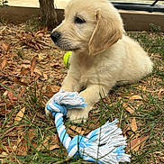 Aslan participe au concours pour gagner de l'argent avec cette photo : animal, backyard, close_up, dog, dry_leaves, floppy_ear, fur, golden_retriever, grass, ground, nose, outdoor, paw, pet, playful, portrait, puppy, rope_toy, tennis_ball, toy