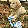 animal, backyard, close_up, dog, dry_leaves, floppy_ear, fur, golden_retriever, grass, ground, nose, outdoor, paw, pet, playful, portrait, puppy, rope_toy, tennis_ball, toy