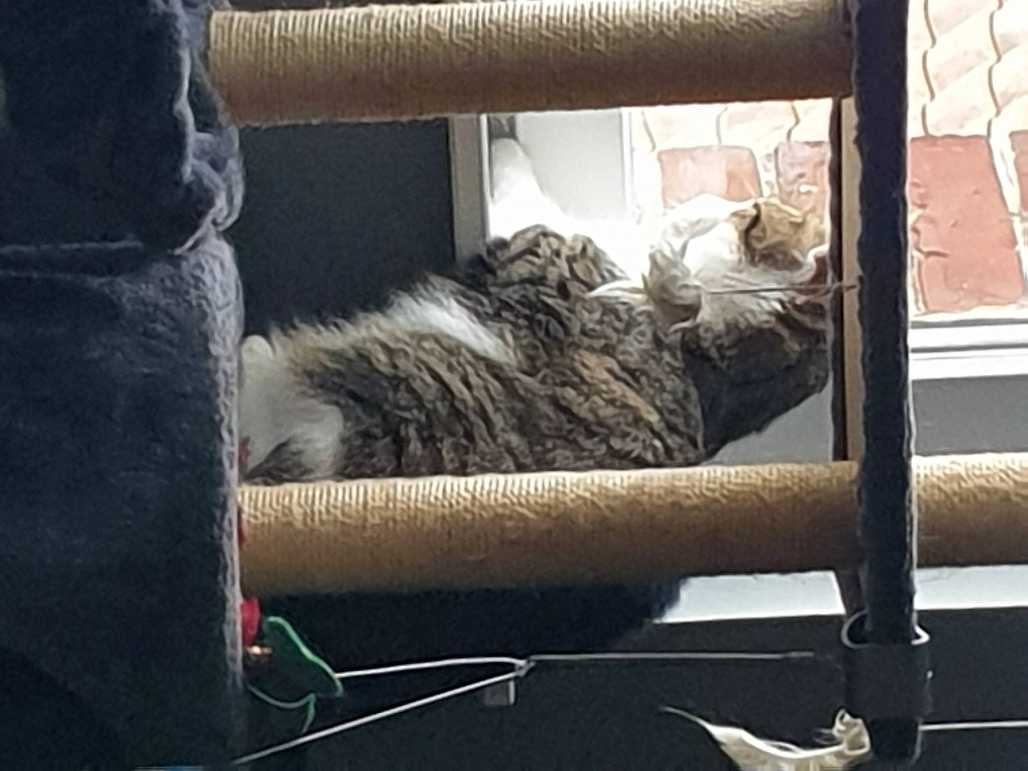 Nougat a rejoint le concours — aidez-le/la à gagner de superbes lots ! carnivore, cat, comfort, domestic_short_haired_cat, felidae, fur, grey, house, linens, mammal, metal, nap, small_to_medium_sized_cats, snout, tail, textile, tints_and_shades, whiskers, window, wood