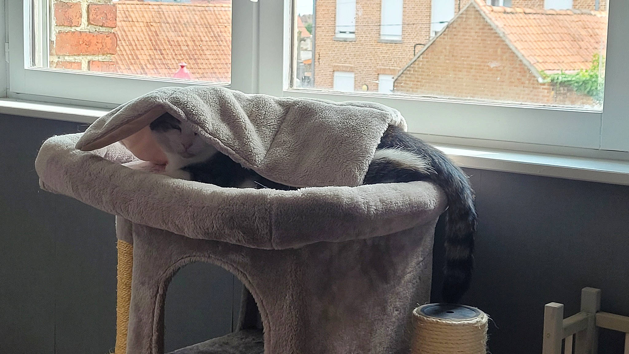 Nougat participe au concours pour gagner de l'argent avec cette photo : armrest, chair, comfort, couch, flooring, fur, grass, house, human_leg, linens, mammal, pattern, property, rectangle, room, sitting, textile, thigh, window, wood