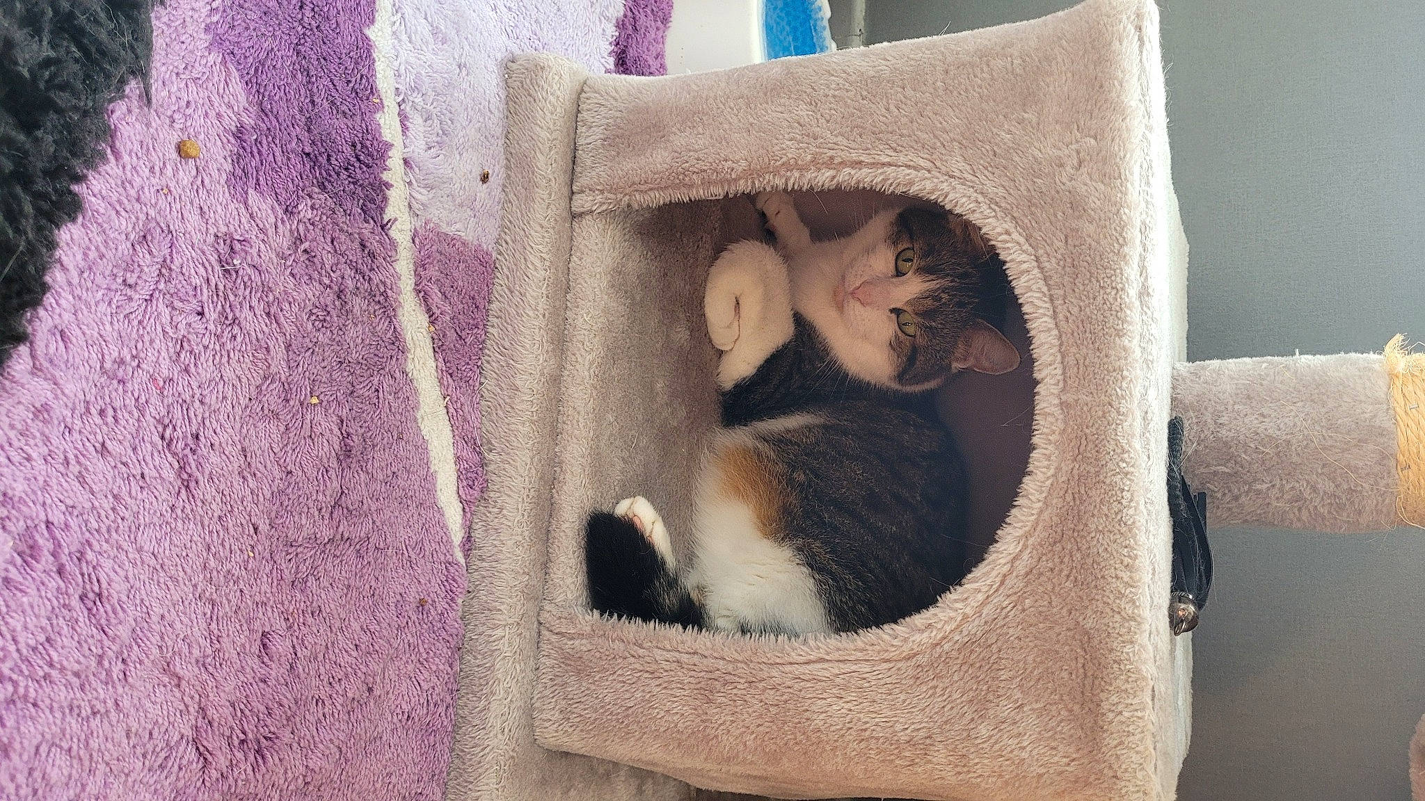 Nougat participe au concours pour gagner de l'argent avec cette photo : basket, carnivore, cat, cat_bed, cat_supply, chair, comfort, fawn, felidae, fur, infant_bed, linens, small_to_medium_sized_cats, stuffed_toy, textile, thread, whiskers, wood, wool, woolen