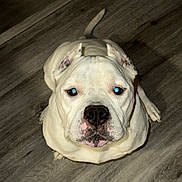 Yeti joined the competition — help win amazing prizes! animal, canine, close_up, companion, curious, cute, dog, domestic_animal, ears_cropped, flash_reflection, floor, friendly, indoor, looking_up, mammal, pet, portrait, sitting, white_dog, wooden_floor