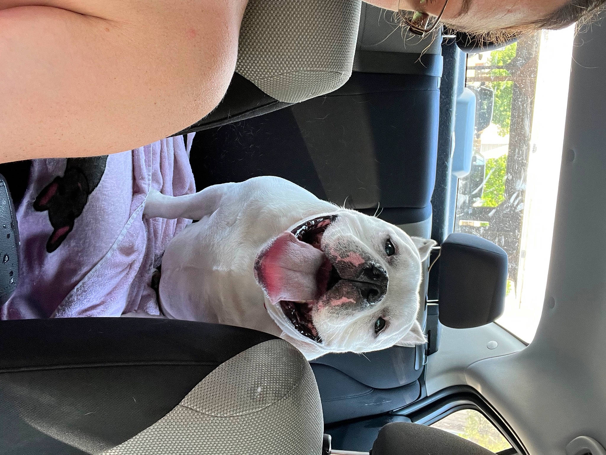 Yeti joined the competition — help win amazing prizes! auto_part, automotive_exterior, automotive_mirror, car, car_seat, carnivore, comfort, companion_dog, dog, dog_breed, dog_supply, eyewear, fawn, human_leg, motor_vehicle, snout, sporting_group, vehicle, vehicle_door, white