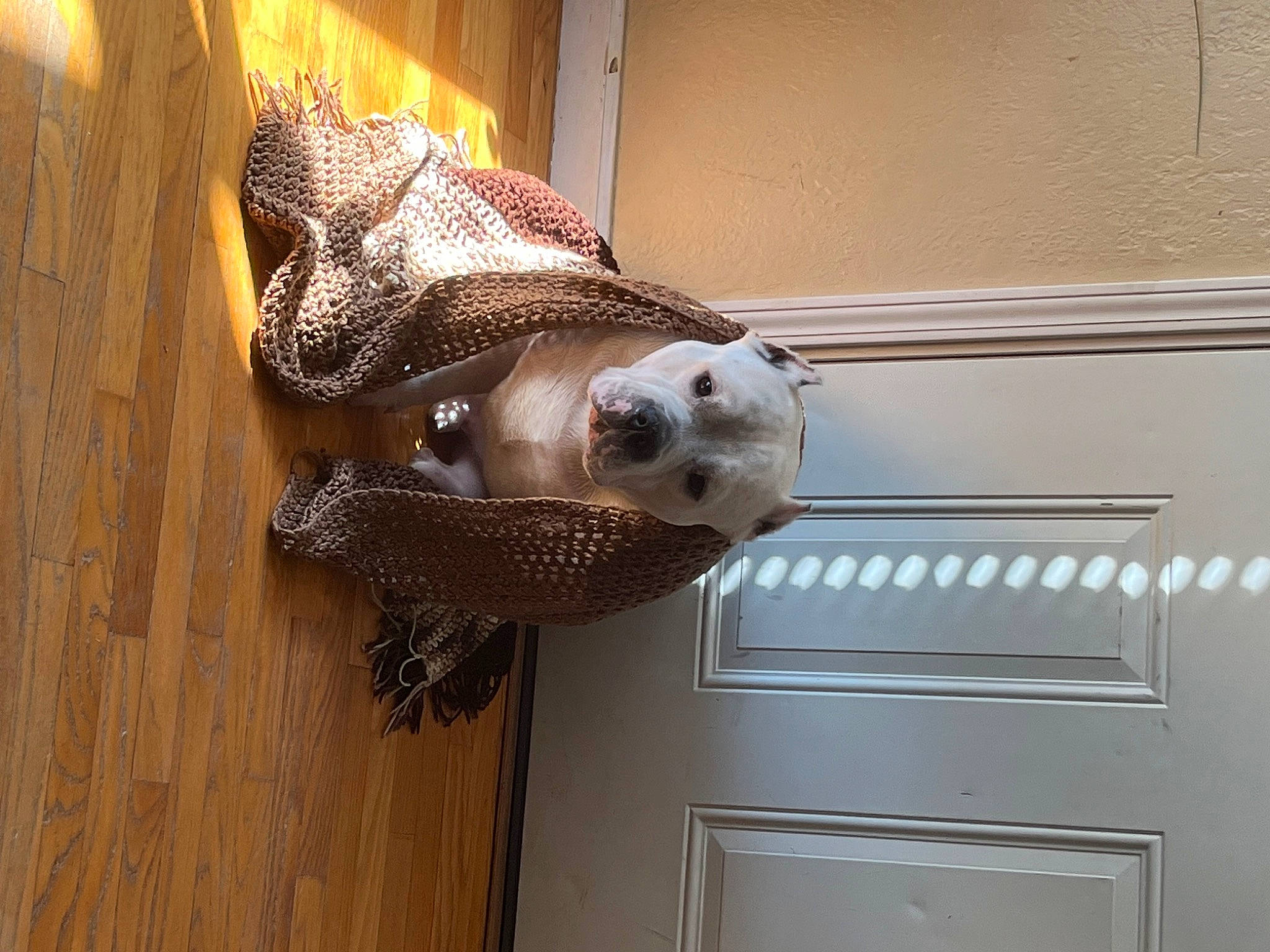 Yeti is registered to the contest to win money with this photo: carnivore, cat, ceiling, domestic_short_haired_cat, door, fawn, felidae, flooring, fur, hardwood, pet_supply, room, small_to_medium_sized_cats, snout, tail, whiskers, wood