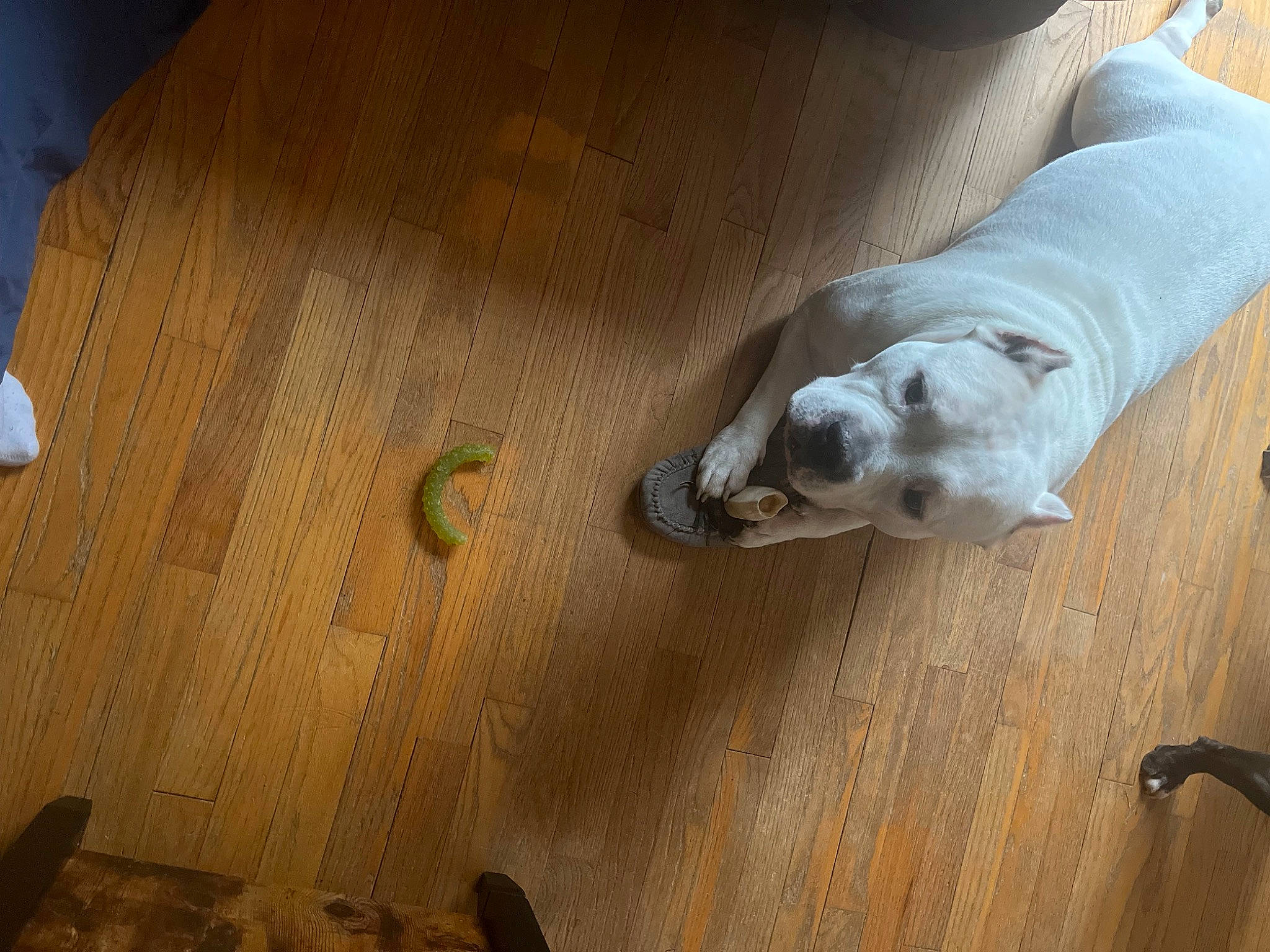 Yeti is registered to the contest to win money with this photo: carnivore, comfort, companion_dog, dog, dog_breed, felidae, floor, flooring, hardwood, laminate_flooring, pattern, paw, plank, plywood, tail, terrestrial_animal, varnish, wood, wood_flooring, wood_stain