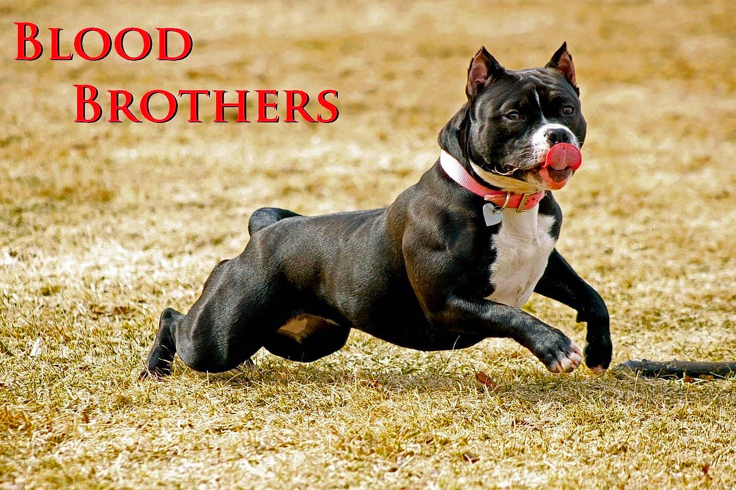 Fancy joined the competition — help win amazing prizes! boston_terrier, bulldog, canidae, carnivore, collar, companion_dog, dog, dog_breed, dog_collar, dog_supply, fawn, grass, happy, leash, photo_caption, snout, sporting_group, tail, terrestrial_animal, working_animal