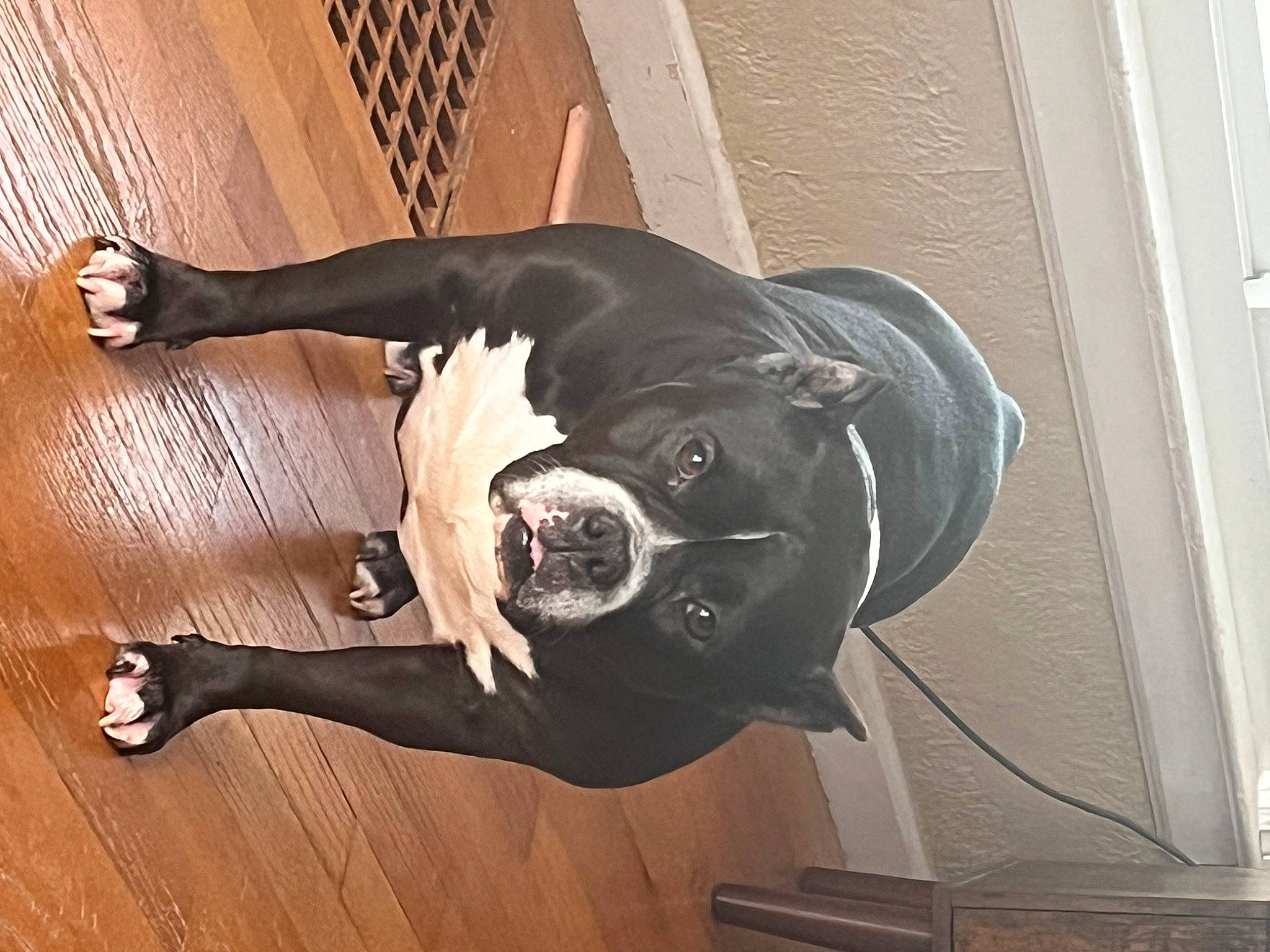 Fancy joined the competition — help win amazing prizes! canidae, carnivore, collar, companion_dog, dog, dog_breed, dog_collar, fawn, flooring, hardwood, laminate_flooring, personal_protective_equipment, snout, sporting_group, tail, whiskers, window, wood, wood_stain, working_animal