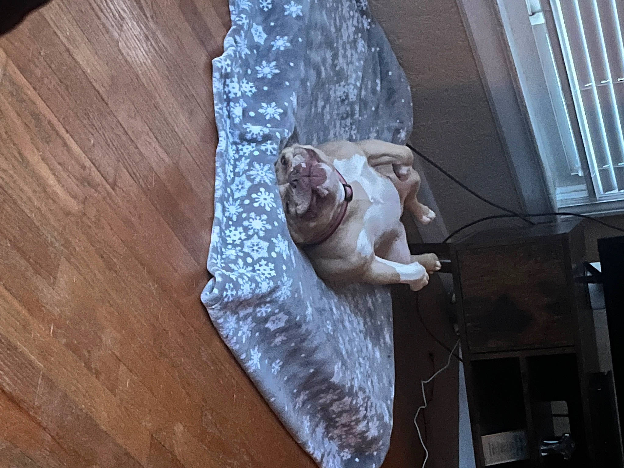 Serenity joined the competition — help win amazing prizes! art, building, facade, fish, flesh, flooring, fur, hardwood, house, human_leg, room, sculpture, sporting_group, street, visual_arts, wood, wood_flooring, wood_stain