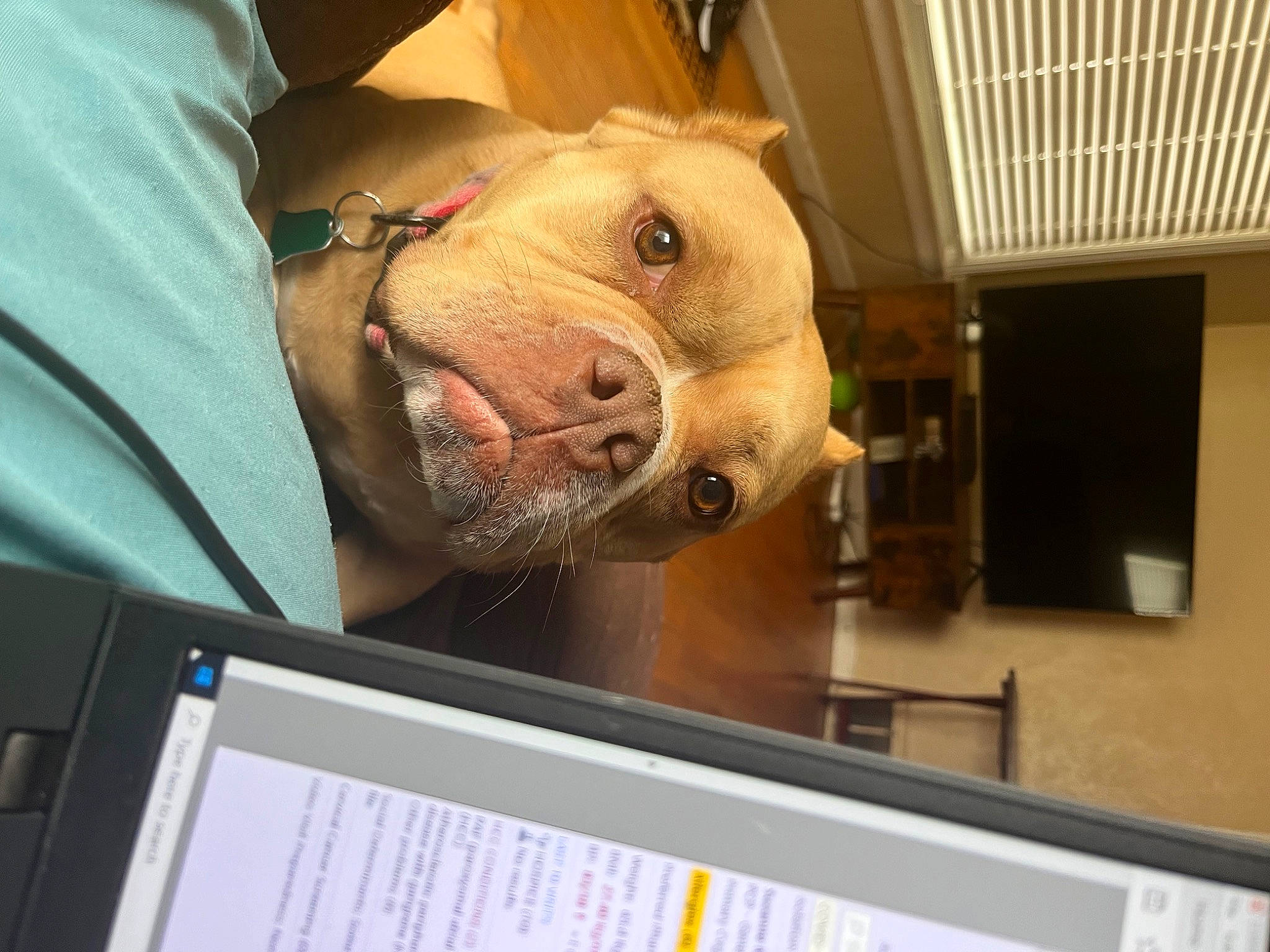 Serenity is registered to the contest to win money with this photo: carnivore, companion_dog, computer, display_device, dog_breed, domestic_pig, fur, jaw, machine, personal_computer, personal_protective_equipment, room, selfie, snout, sporting_group, suidae, vehicle_door, whiskers, working_animal, wrinkle