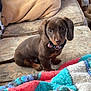 Diesel is registered to the contest to win money with this photo: puppy, dog, brown_dog, couch, blanket, pillow, indoor, pet, cute, small_dog, sitting, collar, furniture, cozy, looking_at_camera, domestic_animal, young_dog, fur, ears, tail