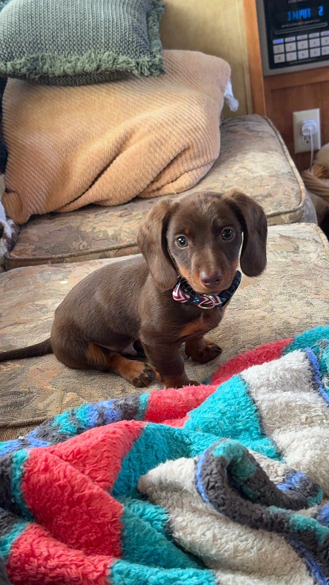 Diesel is registered to the contest to win money with this photo: puppy, dog, brown_dog, couch, blanket, pillow, indoor, pet, cute, small_dog, sitting, collar, furniture, cozy, looking_at_camera, domestic_animal, young_dog, fur, ears, tail