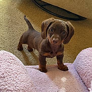 Diesel joined the competition — help win amazing prizes! puppy, dog, dachshund, brown, carpet, blanket, cozy, indoor, pet, cute, small, fur, animal, looking_up, young, adorable, ears, tail, floor, home