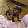 puppy, dog, dachshund, brown, carpet, blanket, cozy, indoor, pet, cute, small, fur, animal, looking_up, young, adorable, ears, tail, floor, home
