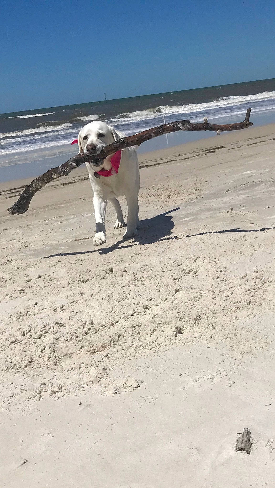 Soco joined the competition — help win amazing prizes! beach, carnivore, collar, companion_dog, dog, dog_breed, dog_collar, fawn, horizon, landscape, leash, ocean, sand, sky, sporting_group, tail, water, wind_wave, wood, working_animal