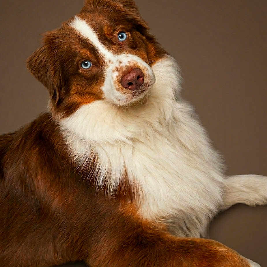Joy participe au concours pour gagner de l'argent avec cette photo : dog, blue_eyes, fluffy, brown_fur, white_fur, portrait, pet, animal, cute, close_up, head_tilt, studio_shot, domestic_animal, mammal, fur_texture, canine, looking_at_camera, indoor, friendly, adorable