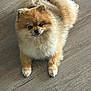 Coffee is registered to the contest to win money with this photo: dog, pomeranian, fluffy, pet, animal, indoor, floor, wooden_floor, cute, small_dog, fur, lying_down, looking_up, mammal, companion, domestic, friendly, adorable, paws, curious